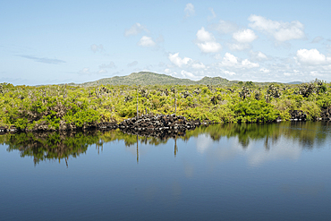 Isla Isabela, Galapagos Islands, Ecuador