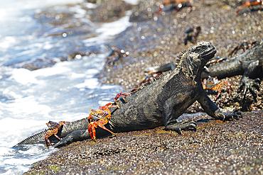 Marine Iguana, Isla Isabela, Galapagos Islands, Ecuador