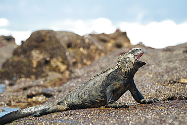 Marine Iguana, Isla Isabela, Galapagos Islands, Ecuador