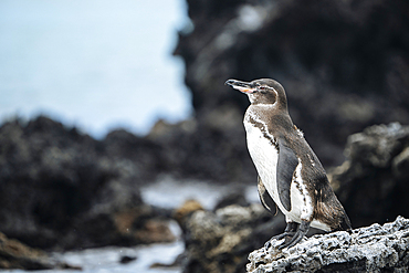 Isla Isabela, Galapagos Islands, Ecuador