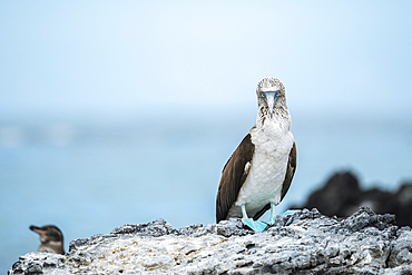 Blue footed Boobie (Sula nebouxii), Isla Isabela, Galapagos Islands, Ecuador