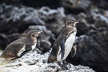 Galapagos Islands, Ecuador