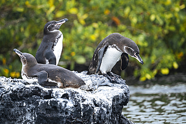Isla Isabela, Galapagos Islands, Ecuador