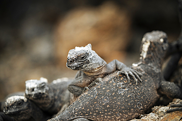 Marine Iguana, Isla Isabela, Galapagos Islands, Ecuador