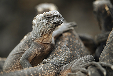 Marine Iguana, Isla Isabela, Galapagos Islands, Ecuador
