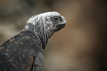 Marine Iguana, Isla Isabela, Galapagos Islands, Ecuador
