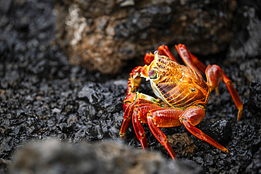 Sally Lightfoot Crab, Isla Isabela, Galapagos Islands, Ecuador