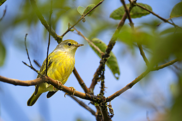 Yellow Warbler, Sierra Negra volcano, Isabela Island, Galapagos Islands, Ecuador
