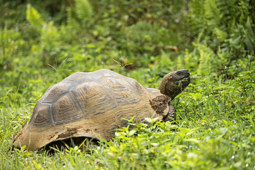 Isabela Island Giant Tortoise (Chelonoidis niger vicina), Sierra Negra volcano, Isabela Island, Galapagos Islands, Ecuador