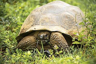 Isabela Island Giant Tortoise (Chelonoidis niger vicina), Sierra Negra volcano, Isabela Island, Galapagos Islands, Ecuador