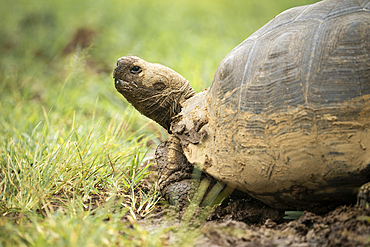 Isabela Island Giant Tortoise (Chelonoidis niger vicina), Sierra Negra volcano, Isabela Island, Galapagos Islands, Ecuador