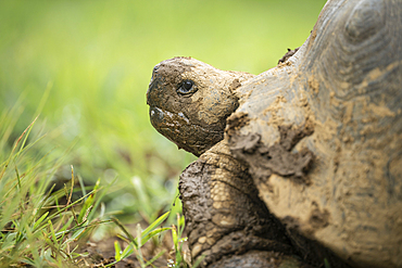 Isabela Island Giant Tortoise (Chelonoidis niger vicina), Sierra Negra volcano, Isabela Island, Galapagos Islands, Ecuador