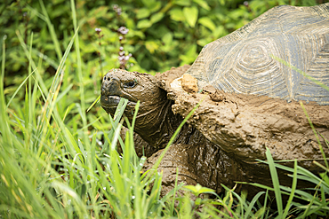 Isabela Island Giant Tortoise (Chelonoidis niger vicina), Sierra Negra volcano, Isabela Island, Galapagos Islands, Ecuador