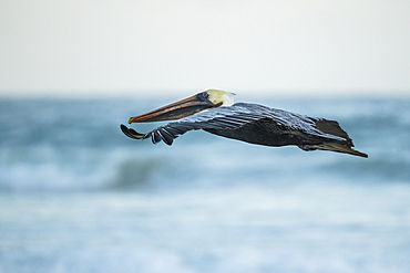Galápagos Brown Pelican in flight, Isla Isabela, Galapagos Islands, Ecuador
