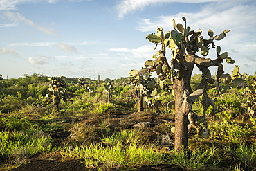 Isla Isabela, Galapagos Islands, Ecuador