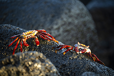 Sally Lightfoot Crab, Isla Isabela, Galapagos Islands, Ecuador