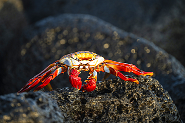 Sally Lightfoot Crab, Isla Isabela, Galapagos Islands, Ecuador