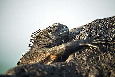 Marine Iguana, Isla Isabela, Galapagos Islands, Ecuador
