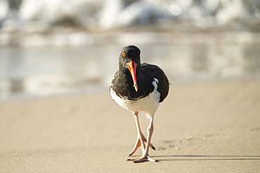 Galapagos American Oystercatcher, Isla Isabela, Galapagos Islands, Ecuador