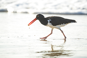 Galapagos American Oystercatcher, Isla Isabela, Galapagos Islands, Ecuador