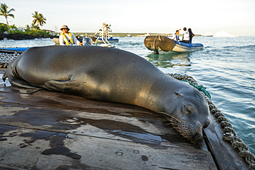 Galapagos Sea Lion, Puerto Ayora, Santa Cruz Island, Galapagos Islands, Ecuador