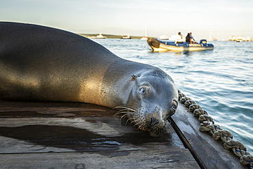 Galapagos Sea Lion, Puerto Ayora, Santa Cruz Island, Galapagos Islands, Ecuador