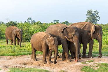 Group of Asian elephants in Udawalawe National Park, Sri Lanka, Asia