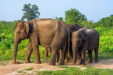 Group of Asian elephants in Udawalawe National Park, Sri Lanka, Asia