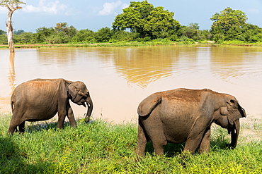 Asian elephants in Udawalawe National Park, Sri Lanka, Asia