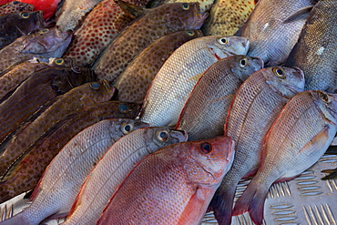 Fresh seafood for sale outside a restaurant on Mirissa Beach, Sri Lanka, Asia