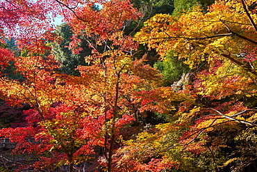 Japanese maple trees in autumn, in Arashiyama, Kyoto, Japan, Asia