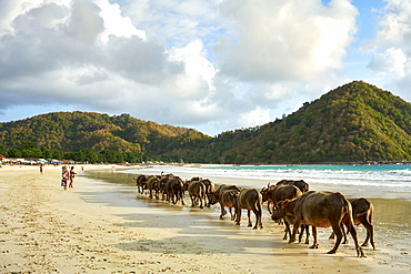 Herd of buffalo crossing Selong Belanak Beach, a daily occurrence as they return from grazing in the fields, Lombok, Indonesia, Southeast Asia, Asia