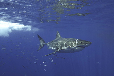 Great White Shark (Carcharodon carcharias) With shoal of fish swimming behind it. Isla Guadalupe, Mexico, Central America. (A4 only).