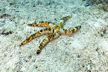 Starfish (Species unknown). Seychelles. (A4 only).