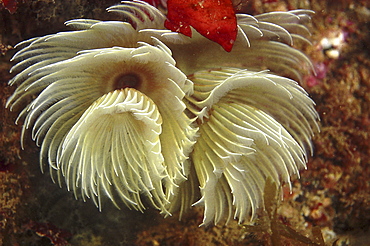 Feather Duster Worm (Species unknown) Babbacombe, Torquay, South Devon, UK  (A4 only).