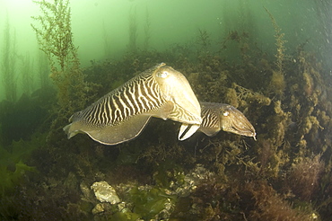 Cuttlefish (Sepia officinalis) Courtship. Babbacombe, Torquay, South Devon, UK.  (A4 only).