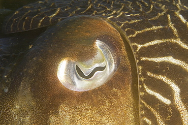 Cuttlefish (Sepia officinalis) Close up of eye. 
Babbacombe, Torquay, South Devon, UK
