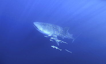 Whale Shark (Rhincodon typus). Seychelles, Indian Ocean. (A4 only).