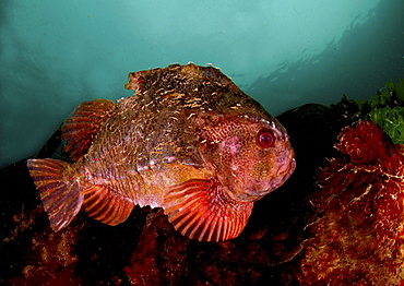 Lumpsucker (Cyclopterus lumpus). Male in breeding colours, swimming amongst seaweed.
Babbacombe, Torquay, South Devon, UK.
