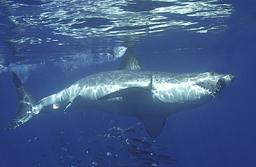 Great White Shark (Carcharodon Carcharias) swimming with shoal of fish. Isla Guadalupe, Mexico. (A4 only).