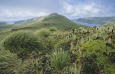 View from Col Lyall Saddle. Campbell Island, Subantarctic New Zealand.