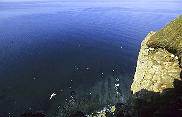 Birdcliffs at Hornbjarg. Northern Iceland
