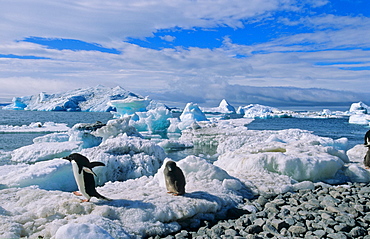 Adult AdÃ©lie Penguin (Pygoscelis adeliae) leaving its chick for finding food. Paulet Island, Weddell Sea, Antarctica