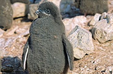 AdÃ©lie Penguin (Pygoscelis adeliae) chick. Paulet Island, Weddell Sea, Antarctica