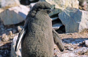 AdÃ©lie Penguin (Pygoscelis adeliae) chick. Paulet Island, Weddell Sea, Antarctica