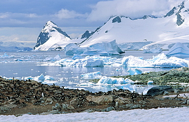 Colony of Gentoo Penguins (Pygoscelis papua) in an Antarctic secenery. Cuverville Island, Antarctica