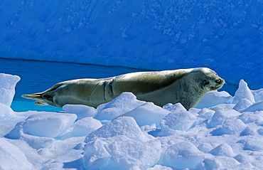 Crabeater Seal (Lobodon carcinophaga) lying and resting on ice. PlÃ©neau Island, Antarctica