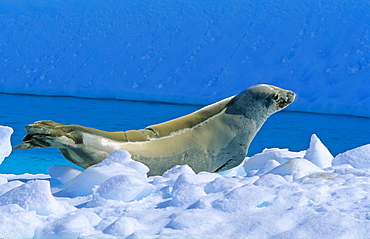 Crabeater Seal (Lobodon carcinophaga) lying and resting on ice. PlÃ©neau Island, Antarctica