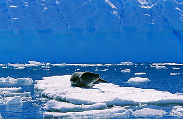 Leopard Seal (Hydruga leptonyx) lying and resting on ice. PlÃ©neau Island, Antarctica