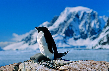 Adult AdÃ©lie Penguin (Pygoscelis adeliae) with chick lying down in an Antarctic secenery. Petermann Island, Antarctica